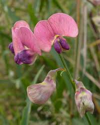 Attēlu rezultāti vaicājumam “Lathyrus sylvestris”
