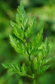 Attēlu rezultāti vaicājumam “Oenanthe aquatica leaf”