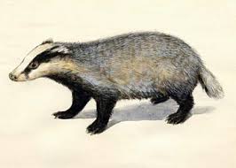 Attēlu rezultāti vaicājumam “Meles meles”