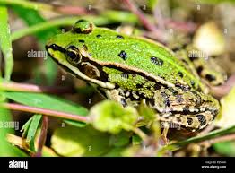 Attēlu rezultāti vaicājumam “Pelophylax”