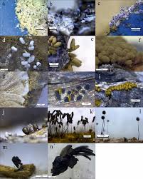 Attēlu rezultāti vaicājumam “Stemonitis foliicola stalked”