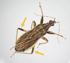 Attēlu rezultāti vaicājumam “Adelphocoris quadripunctatus”