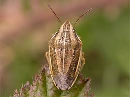 Attēlu rezultāti vaicājumam “Aelia acuminata”