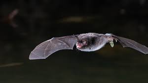 Attēlu rezultāti vaicājumam “Myotis daubentonii”