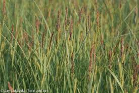 Attēlu rezultāti vaicājumam “Carex acutiformis fruit”