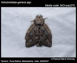 Attēlu rezultāti vaicājumam “Notodontidae”