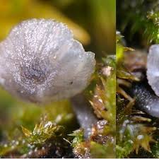 Attēlu rezultāti vaicājumam “Mycena pseudocorticola”