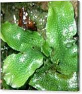 Attēlu rezultāti vaicājumam “Conocephalum conicum”