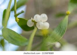 Attēlu rezultāti vaicājumam “Viscum album female flower”