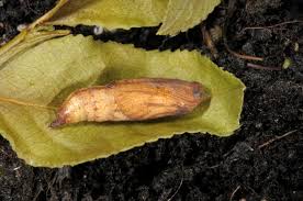 Attēlu rezultāti vaicājumam “Eulithis populata”