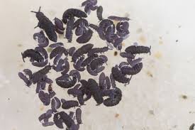 Attēlu rezultāti vaicājumam “Hypogastrura sp.”