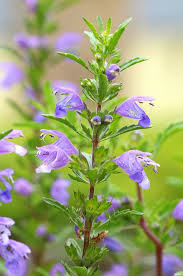 Image result for Dracocephalum moldavicum