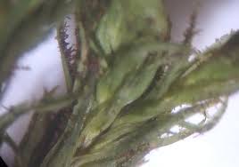 Attēlu rezultāti vaicājumam “Pseudotaxiphyllum elegans macro”