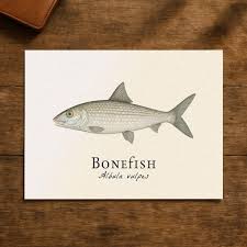 Image result for Albula vulpes