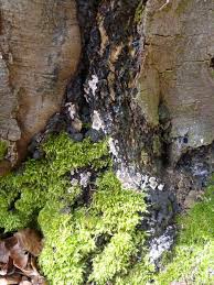 Attēlu rezultāti vaicājumam “Kretzschmaria deusta”