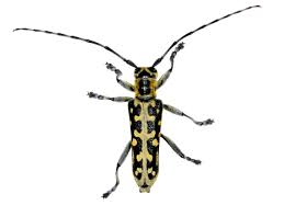 Attēlu rezultāti vaicājumam “Saperda scalaris”