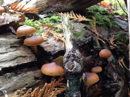 Attēlu rezultāti vaicājumam “Galerina marginata”