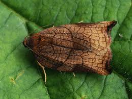 Attēlu rezultāti vaicājumam “Archips podana female”
