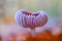 Attēlu rezultāti vaicājumam “Cribraria rufa spores”