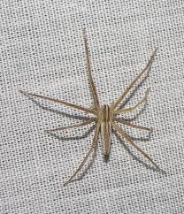 Attēlu rezultāti vaicājumam “Pisauridae”