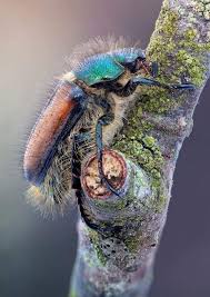 Attēlu rezultāti vaicājumam “Phyllopertha horticola imago”