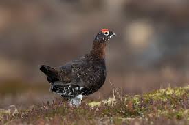 Attēlu rezultāti vaicājumam “Lagopus lagopus male”