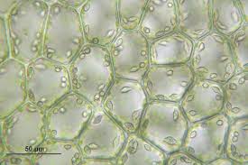 Attēlu rezultāti vaicājumam “Chiloscyphus pallescens”