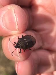 Attēlu rezultāti vaicājumam “Jalla dumosa imago”