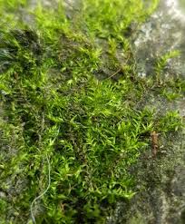 Attēlu rezultāti vaicājumam “Hygroamblystegium tenax”