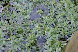 Attēlu rezultāti vaicājumam “Callitriche verna flower”