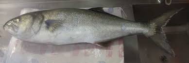 Image result for Pomatomus saltatrix