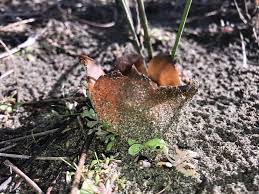 Attēlu rezultāti vaicājumam “Peziza ammophila”