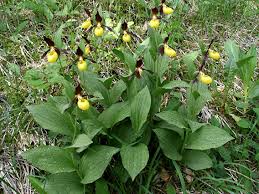 Attēlu rezultāti vaicājumam “Cypripedium calceolus leaf”
