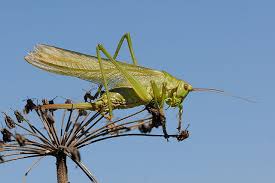 Attēlu rezultāti vaicājumam “Tettigonia viridissima”