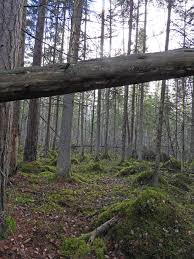 Attēlu rezultāti vaicājumam “Enteridium variabile”