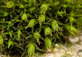 Attēlu rezultāti vaicājumam “Schistidium apocarpum”