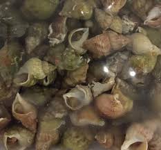 Image result for Buccinum undatum