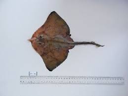 Image result for Rostroraja alba