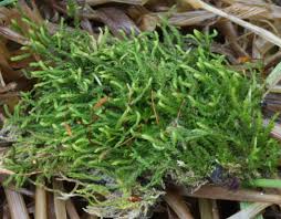 Attēlu rezultāti vaicājumam “Leskea polycarpa”