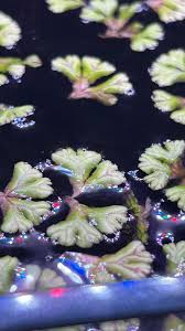 Attēlu rezultāti vaicājumam “Ricciocarpos natans”