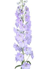 Attēlu rezultāti vaicājumam “Delphinium elatum”