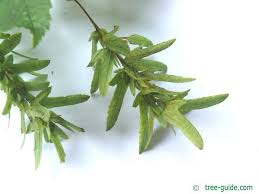 Attēlu rezultāti vaicājumam “Carpinus betulus fruit”