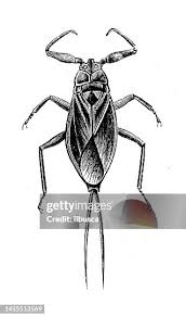 Attēlu rezultāti vaicājumam “Nepa cinerea imago”