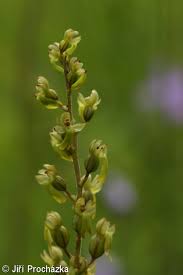 Attēlu rezultāti vaicājumam “Listera ovata bud”