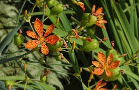 Image result for Pardancanda norrisii