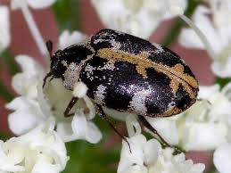Attēlu rezultāti vaicājumam “Anthrenus scrophulariae”
