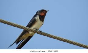 Attēlu rezultāti vaicājumam “Hirundinidae”