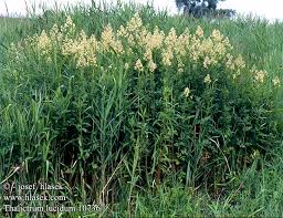 Attēlu rezultāti vaicājumam “Thalictrum lucidum”
