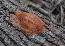 Attēlu rezultāti vaicājumam “Fuligo septica cf. rufa spores”