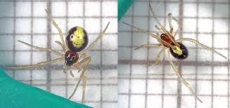 Attēlu rezultāti vaicājumam “Neottiura bimaculata female”